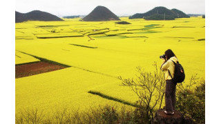 Huyện Luoping, tỉnh Vân Nam, Trung Quốc sắc VÀNG rực rỡ đã làm nên thương hiệu của vùng đất